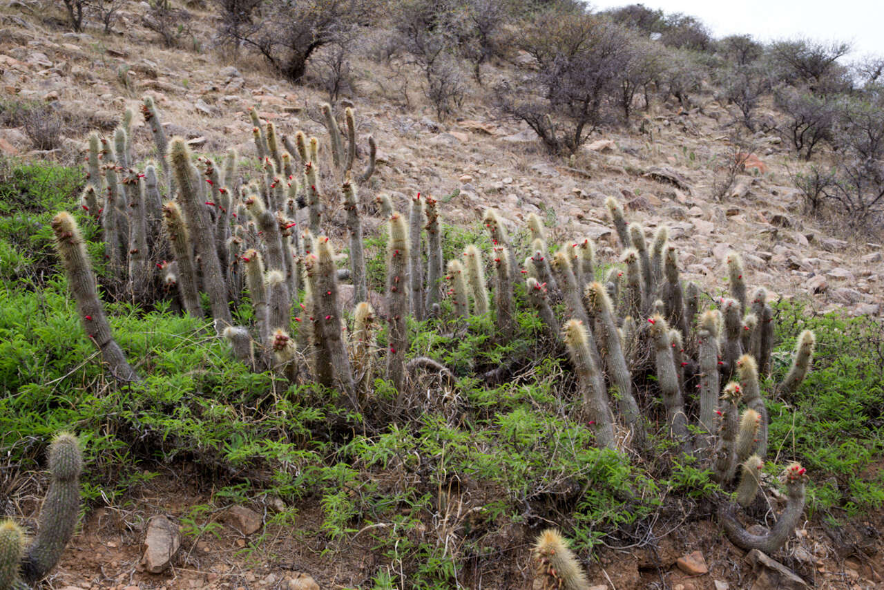 Imagem de Cleistocactus hyalacanthus (K. Schum.) Rol.-Goss.