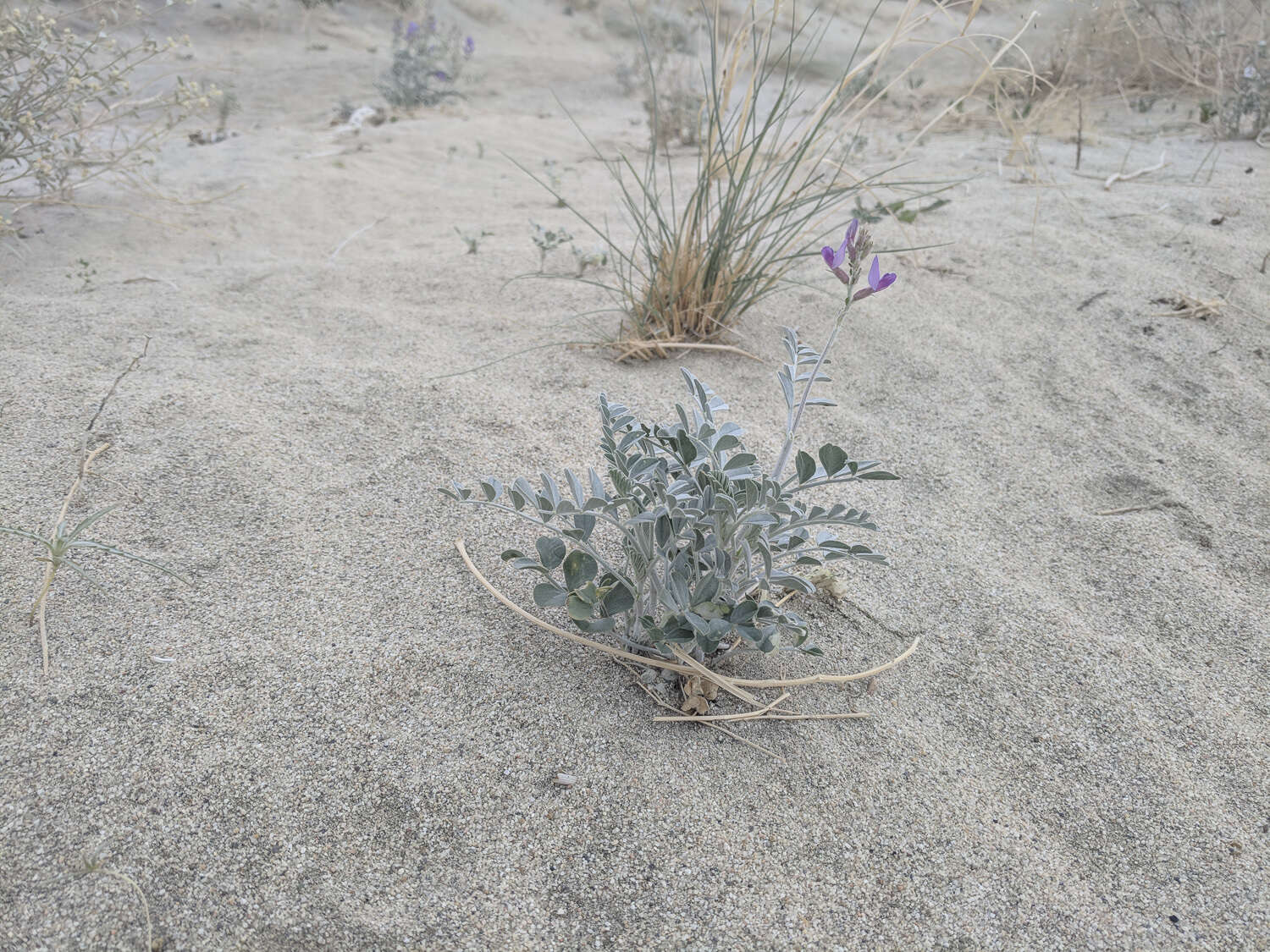 صورة Astragalus lentiginosus var. coachellae Barneby