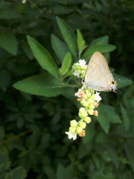 Image of Hypolycaena erylus teatus Fruhstorfer 1912