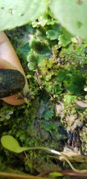 Image de Marchantia inflexa Nees & Mont.