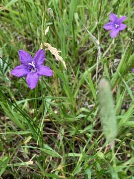 Image of Parry's bellflower