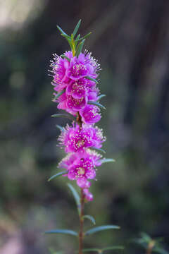 Hypocalymma robustum (Endl.) Lindl. resmi