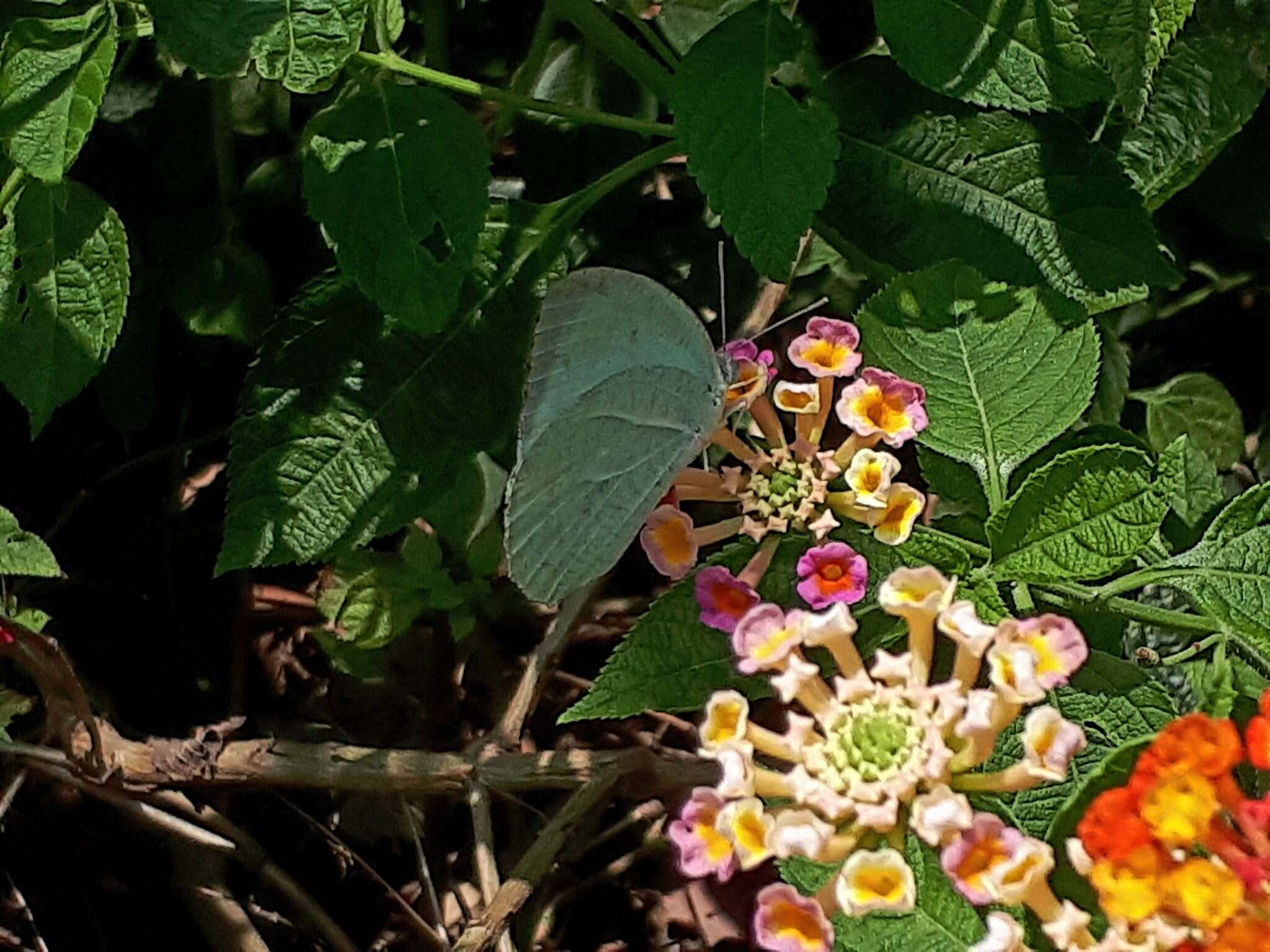 Image of Catopsilia pyranthe (Linnaeus 1758)