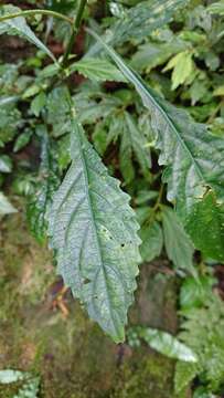 Image of Strobilanthes flexicaulis Hayata