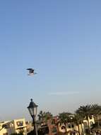 Image of White-eyed Gull