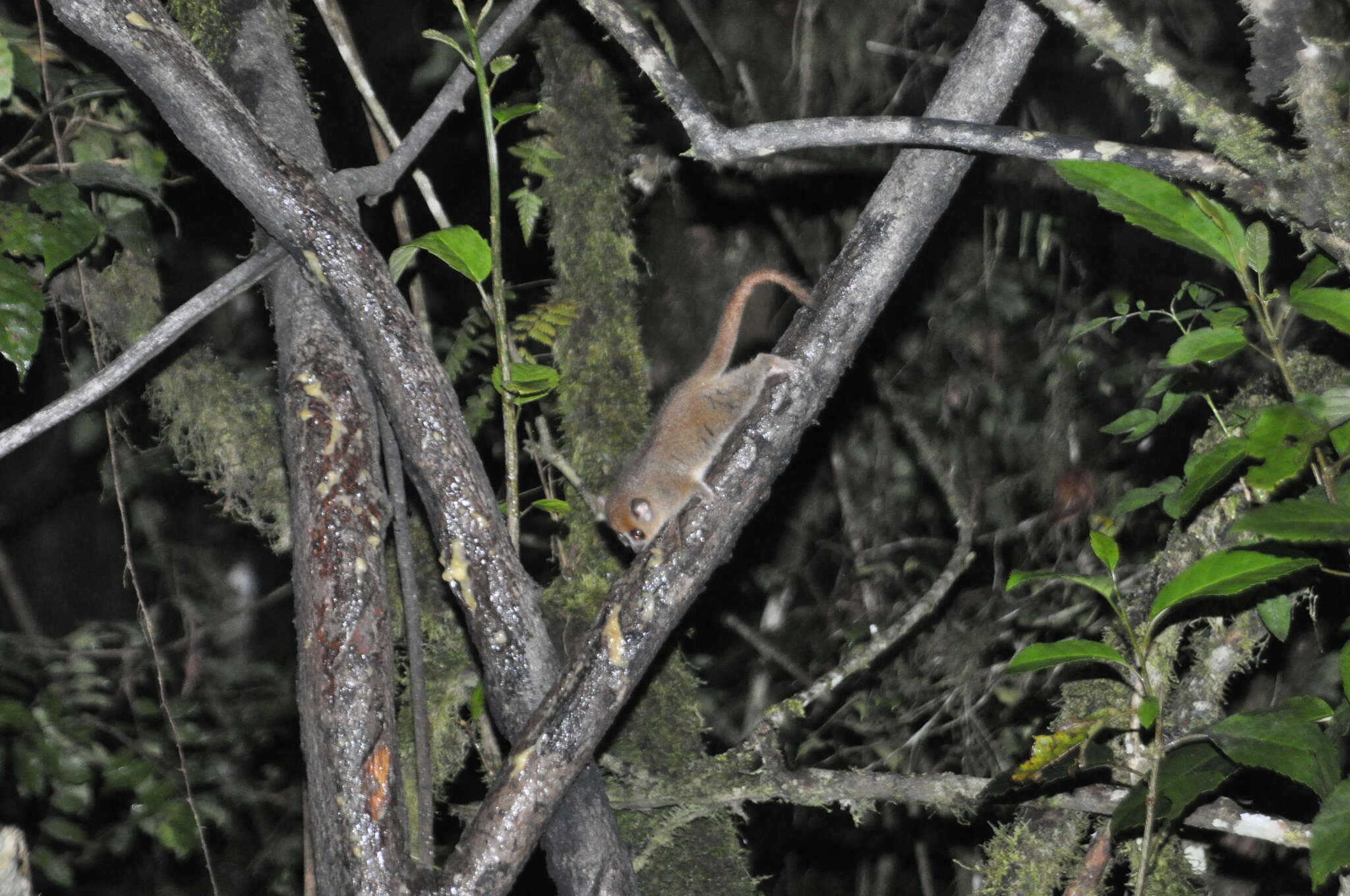 Image of Brown Mouse Lemur