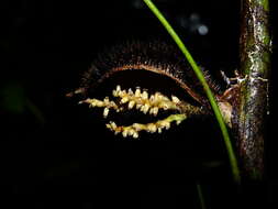 Image of Bactris aubletiana Trail