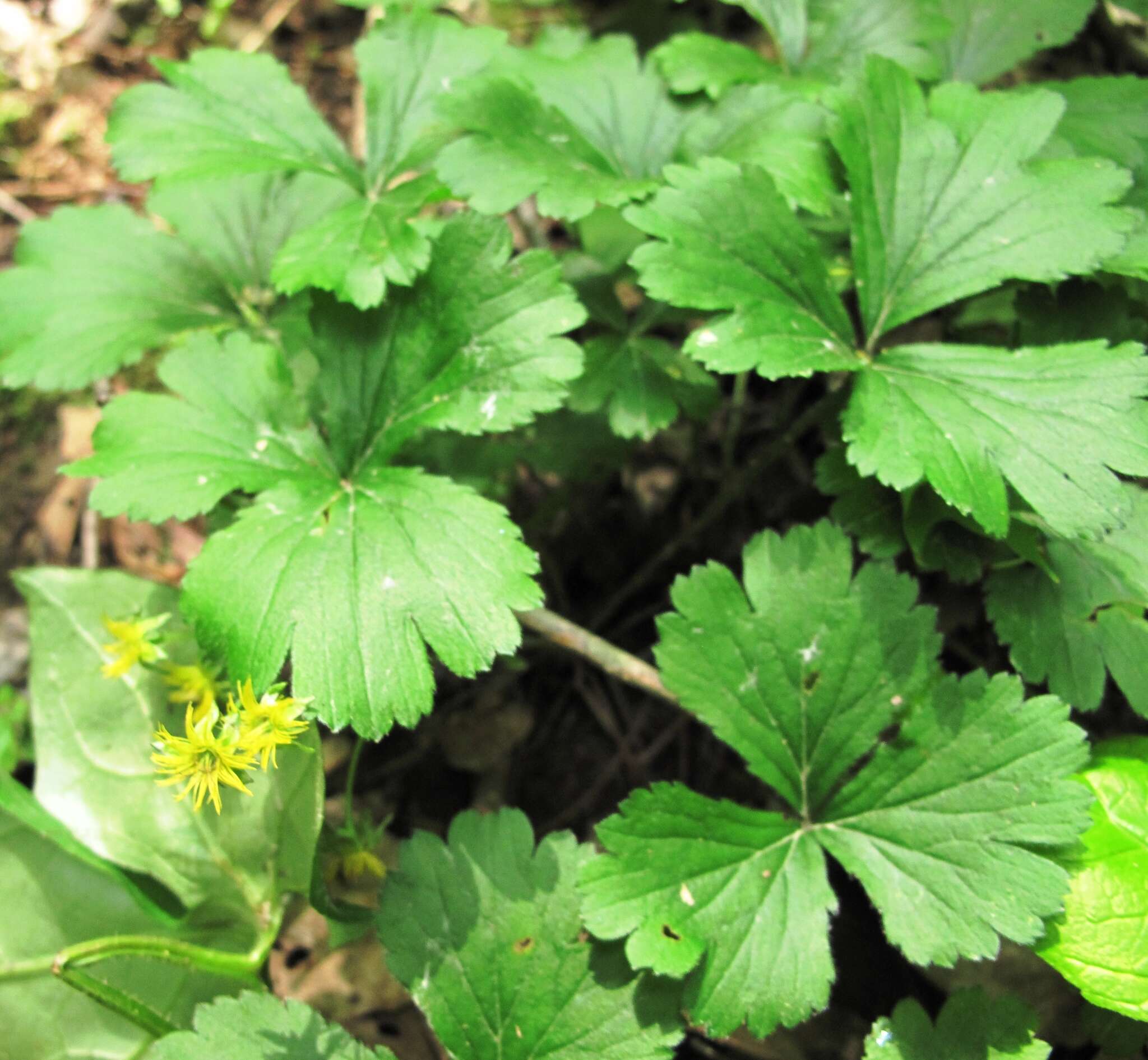 Image of Appalachian barren strawberry