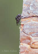 Image of Pissodes weevil