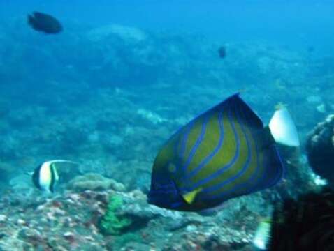 Image of Blue Ring Angelfish