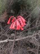 Image of Cyrtanthus angustifolius (L. fil.) Aiton