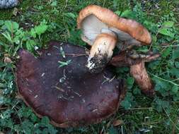 Image of Tricholoma fracticum (Britzelm.) Kreisel 1984