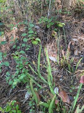 Image of Sweet pitcher plant