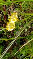 Image of Gentiana scabrida Hayata