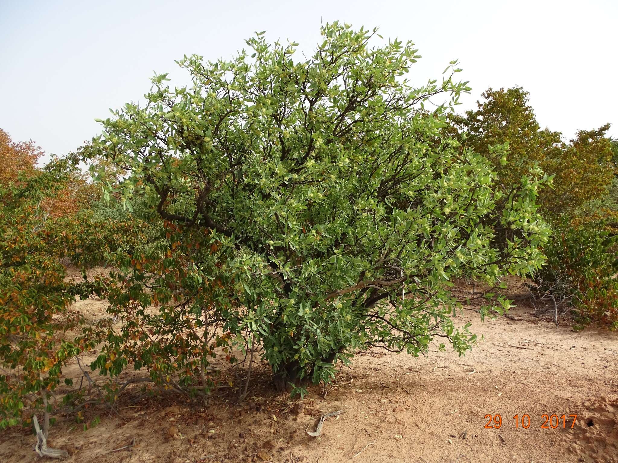 Image of Senegal boscia