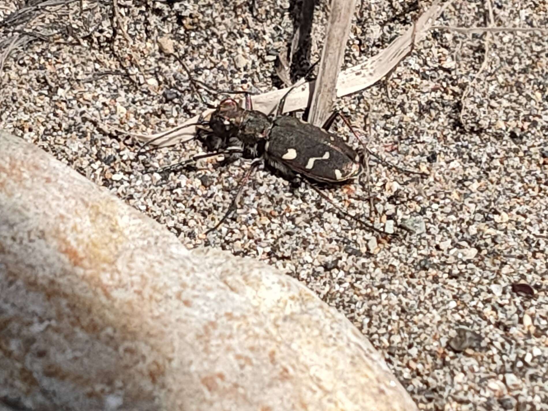 Image of Cicindela (Cicindela) transbaicalica japanensis Chaudoir 1863