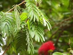 Image of Calliandra purdiaei Benth.