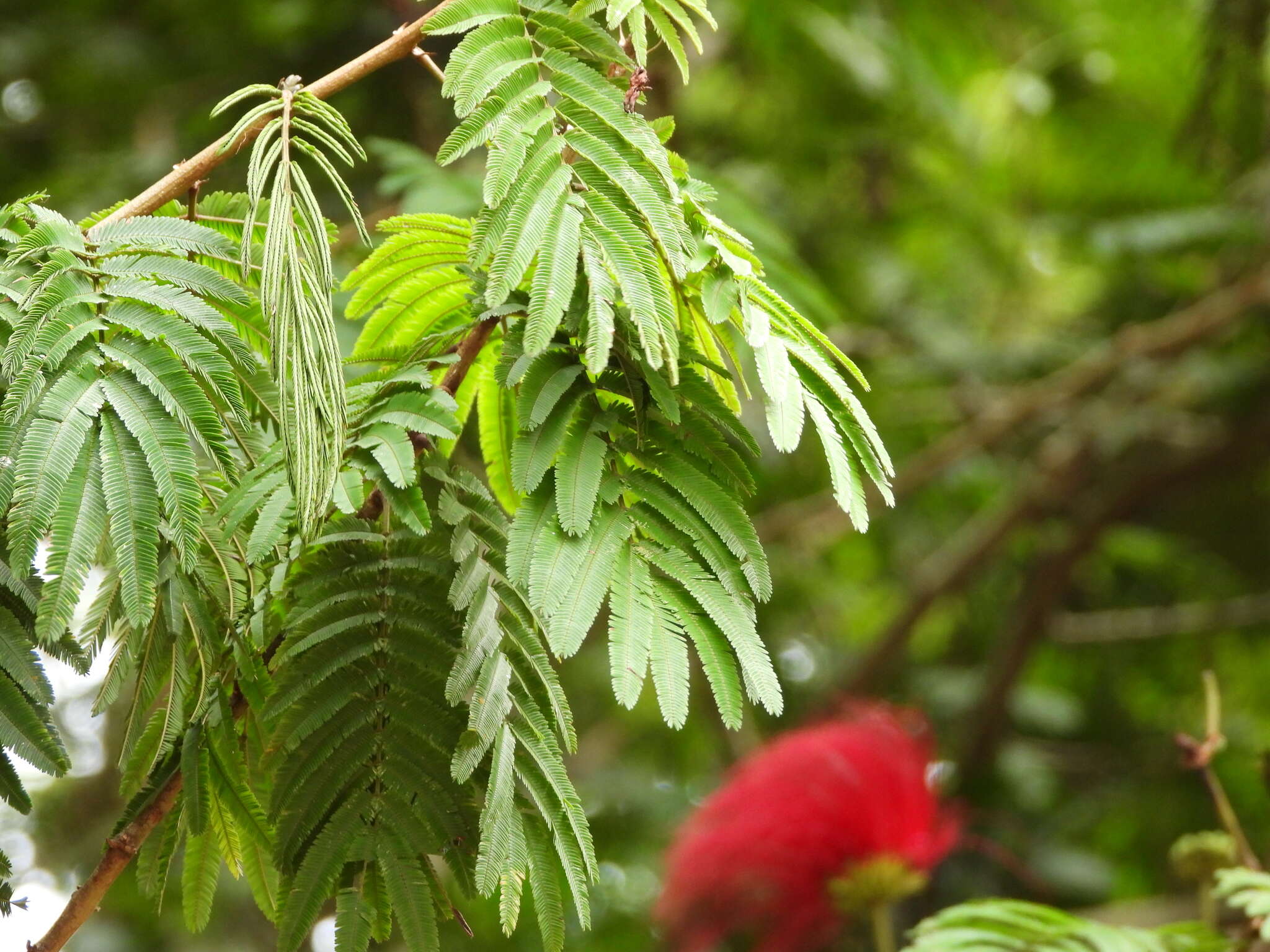 Sivun Calliandra purdiaei Benth. kuva