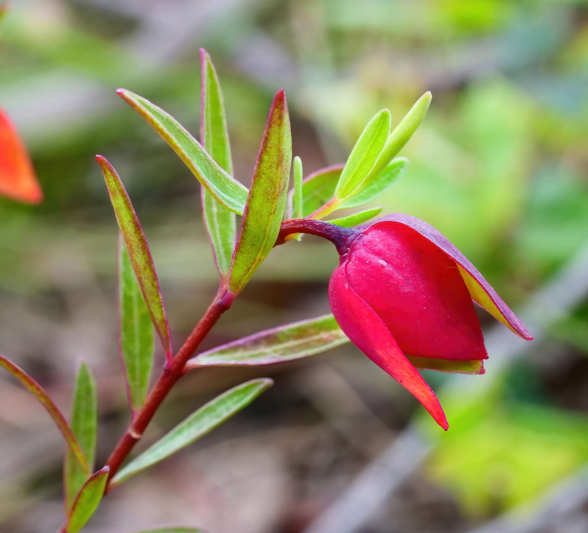 Image of Pimelea linifolia subsp. linifolia