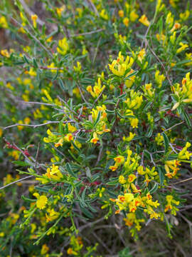 Image of Anthyllis hermanniae subsp. corsica