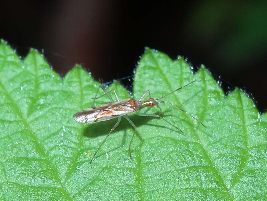 Слика од Dicyphus famelicus (Uhler 1878)