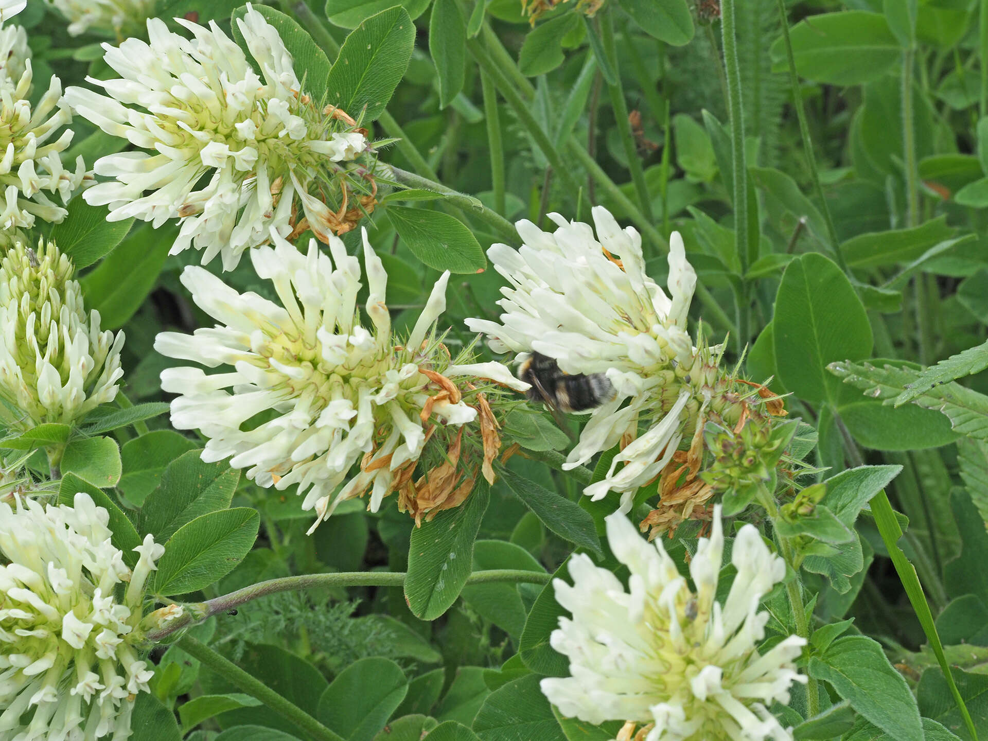 Image de Trifolium canescens Willd.