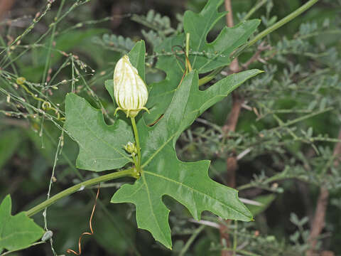 Image of Coccinia sessilifolia var. sessilifolia