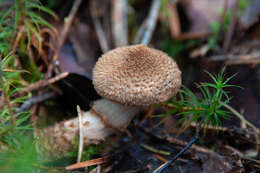 Image of Cortinarius pholideus (Lilj.) Fr. 1838