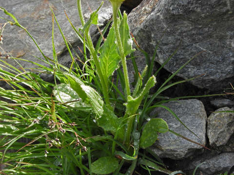 Image of Doronicum clusii (All.) Tausch