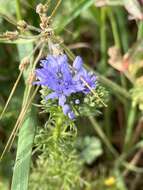 Image of bluehead gilia