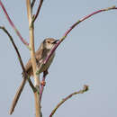 Image de Prinia gracilis gracilis (Lichtenstein & Mhk 1823)