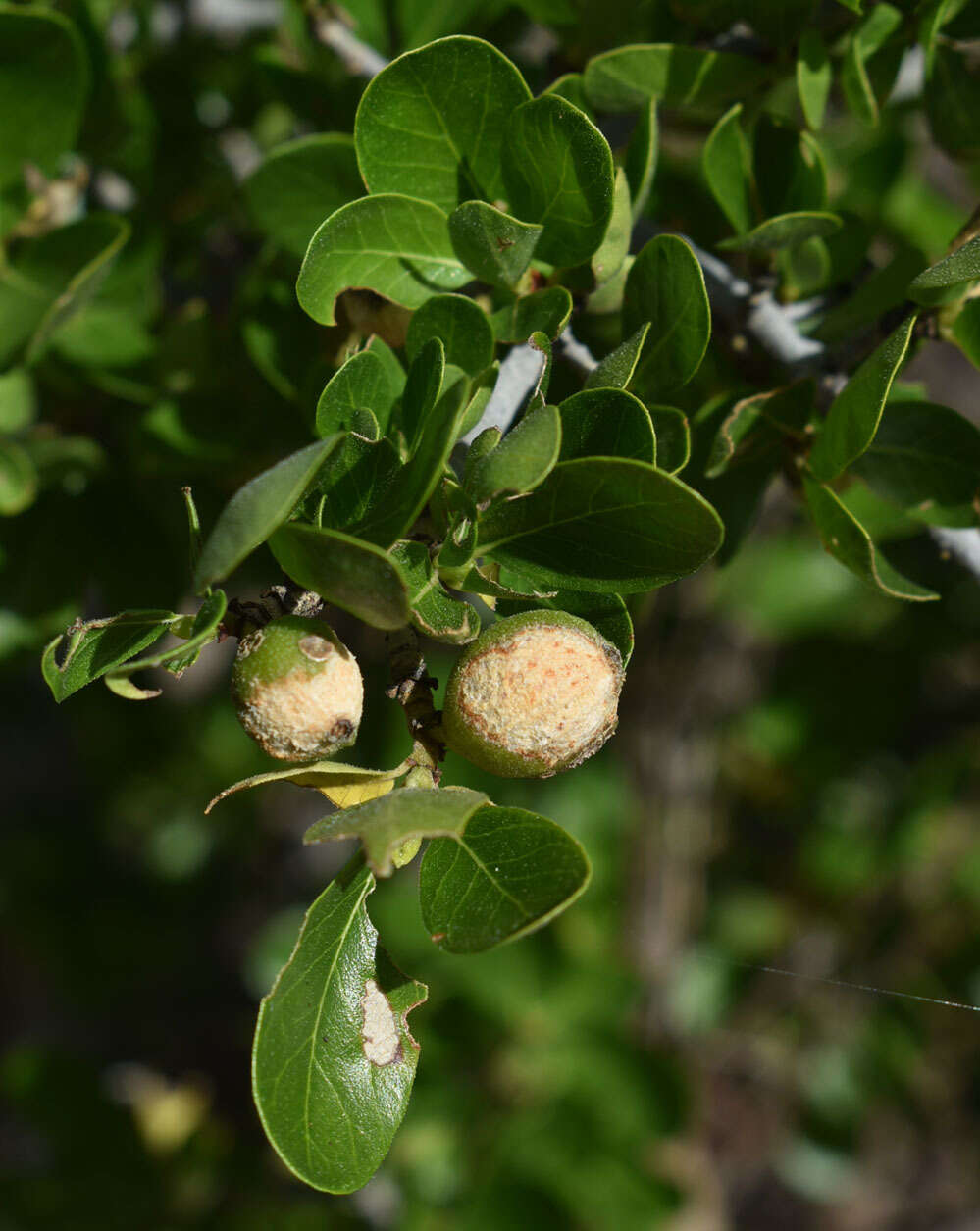 Plancia ëd Gardenia vilhelmii Domin