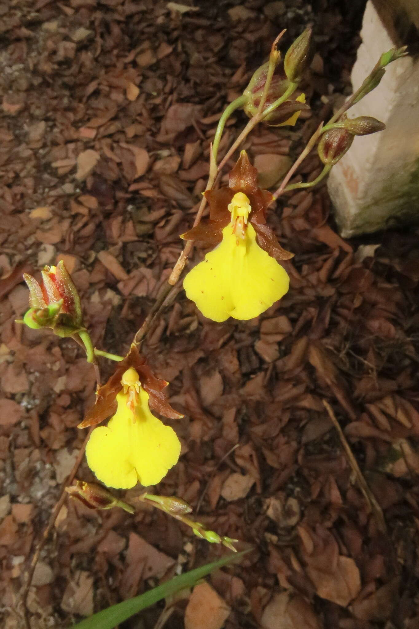 Image of Oncidium graminifolium (Lindl.) Lindl.