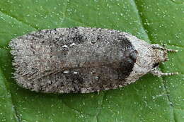 Image of Agonopterix multiplicella Erschoff 1877