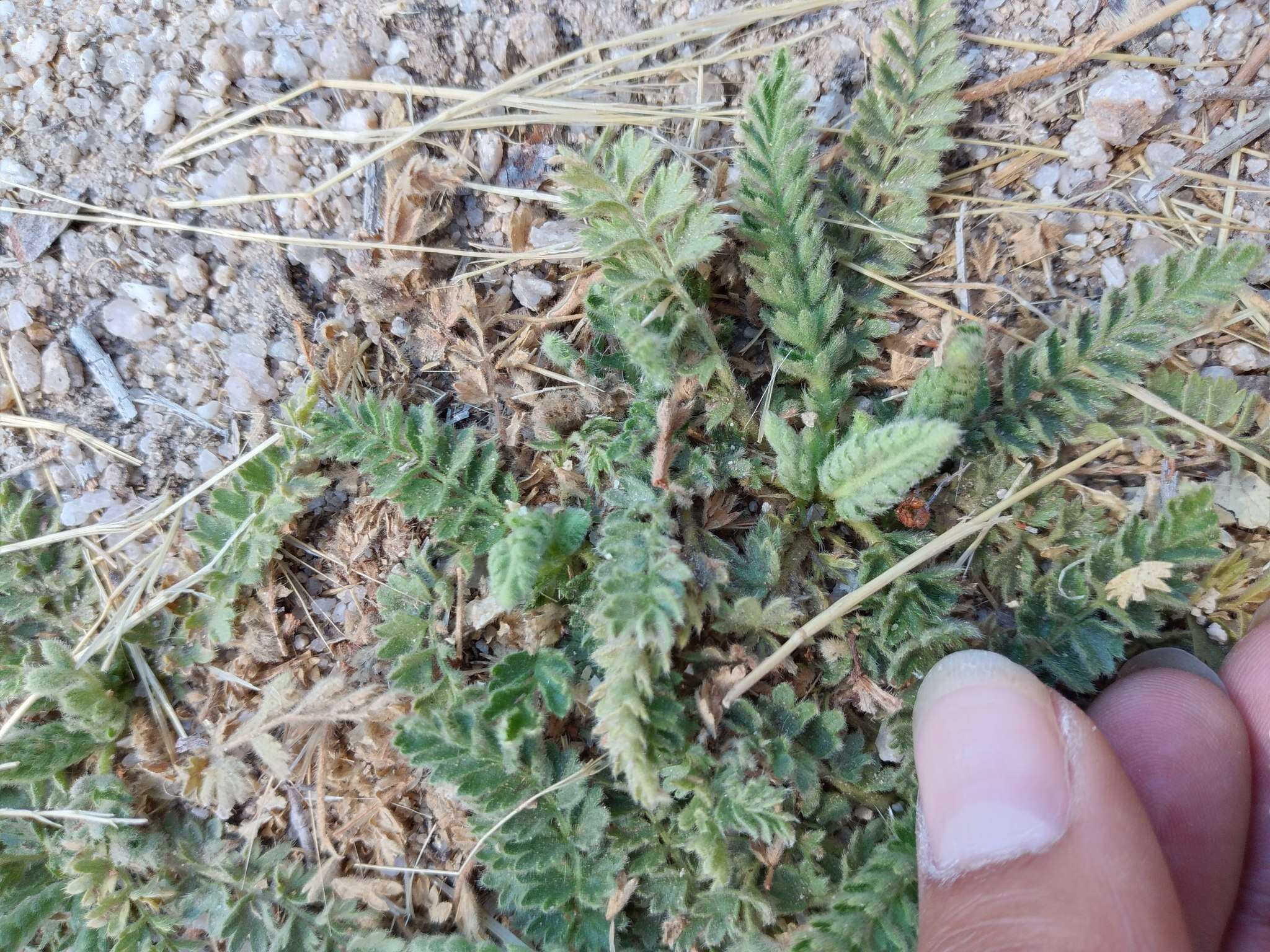 Image of Horkelia clevelandii var. brevibracteata