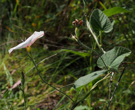 Imagem de Convolvulus betonicifolius Miller