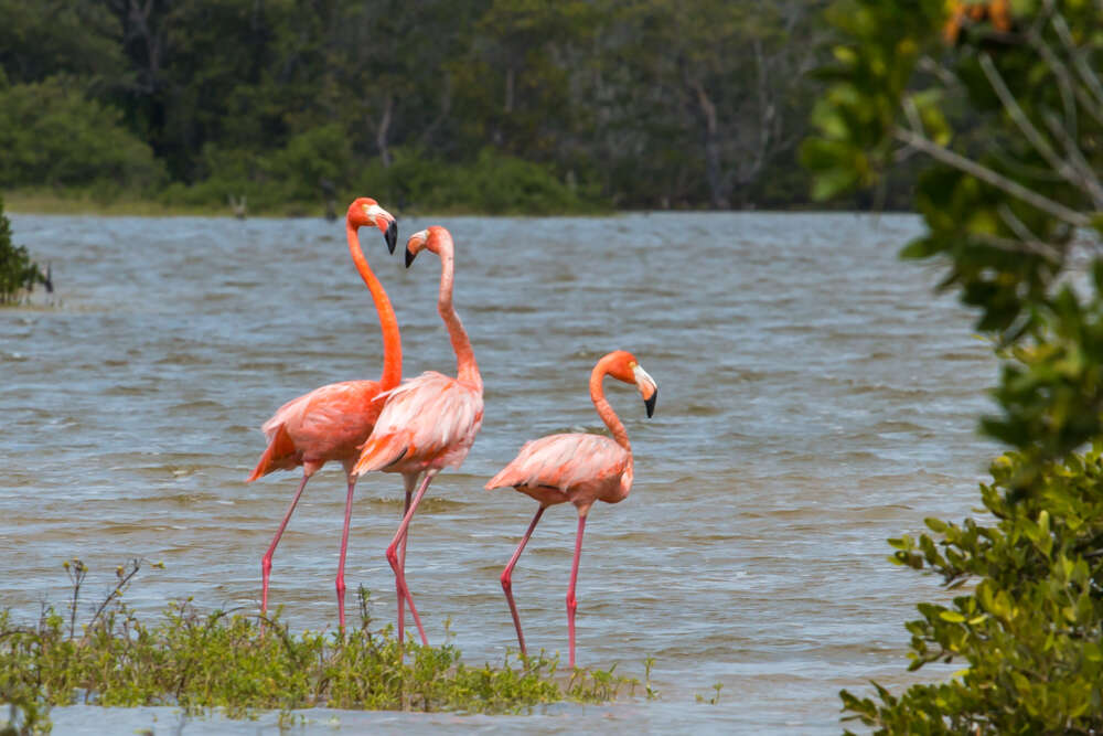 Imagem de Phoenicopterus ruber Linnaeus 1758