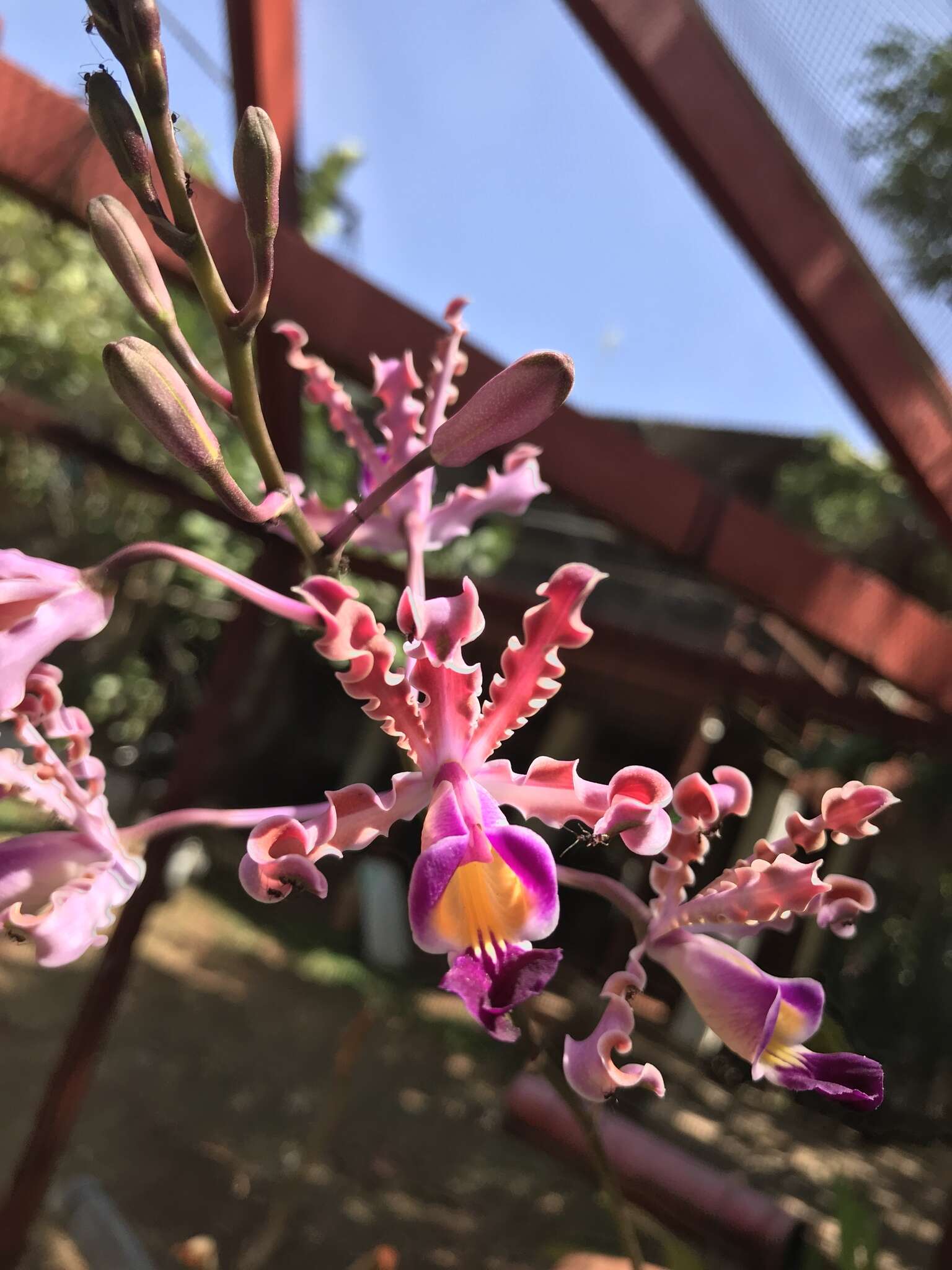 Myrmecophila tibicinis (Bateman ex Lindl.) Rolfe resmi