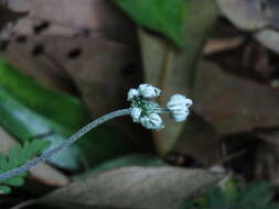 Aleuritopteris krameri (Franch. & Sav.) Ching resmi