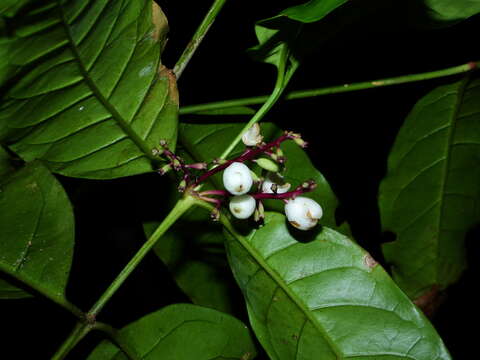 Image of Chiococca nitida Benth.