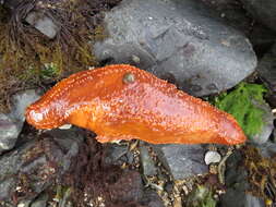 Image of Orange Sea Cucumber