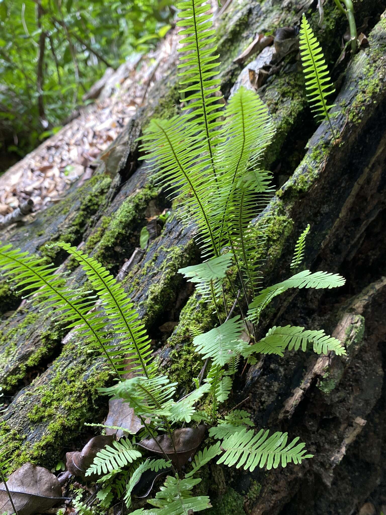 Image of plumed rockcap fern