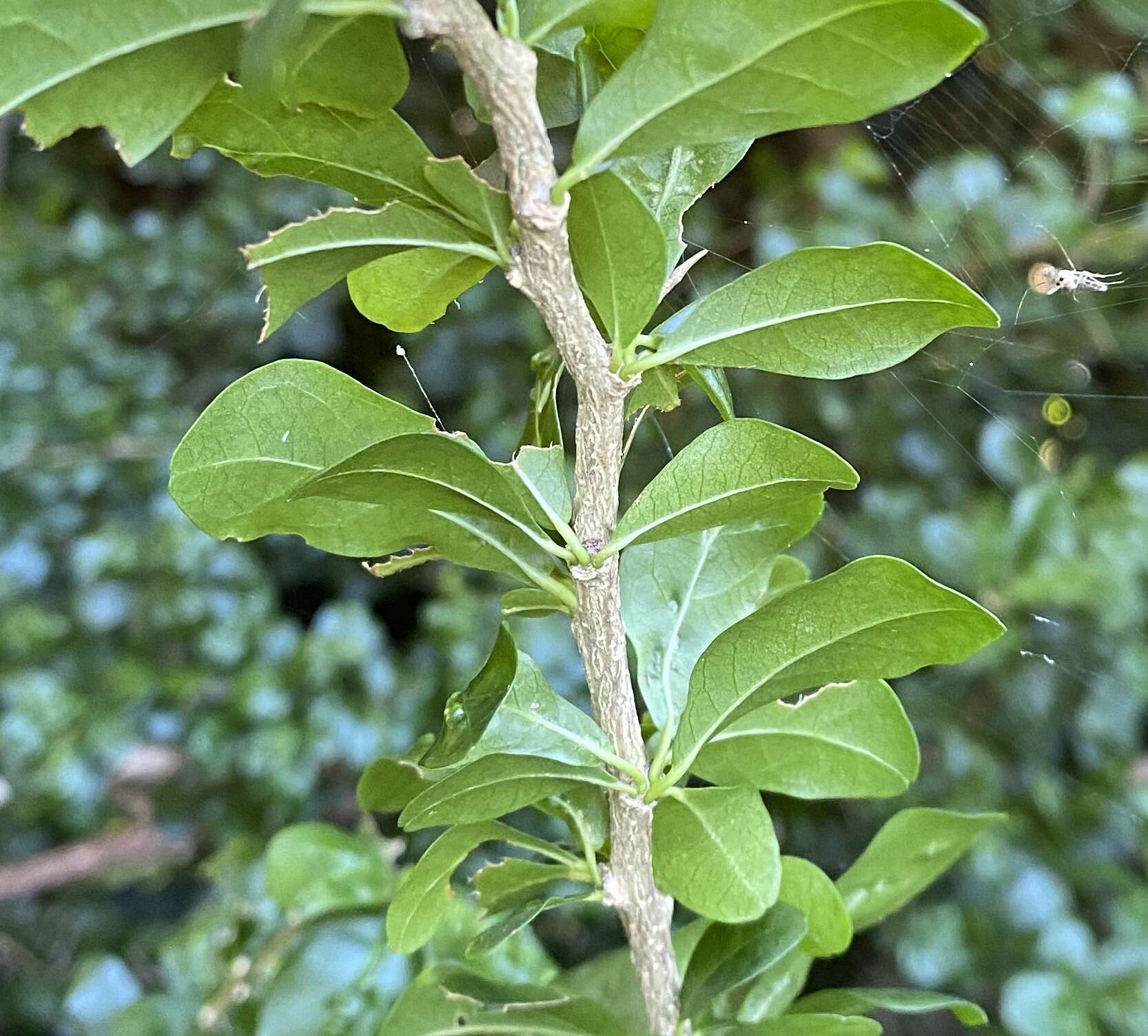 Image of wild lime