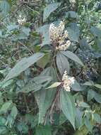 صورة Miconia sylvatica (Schltdl.) Naud.