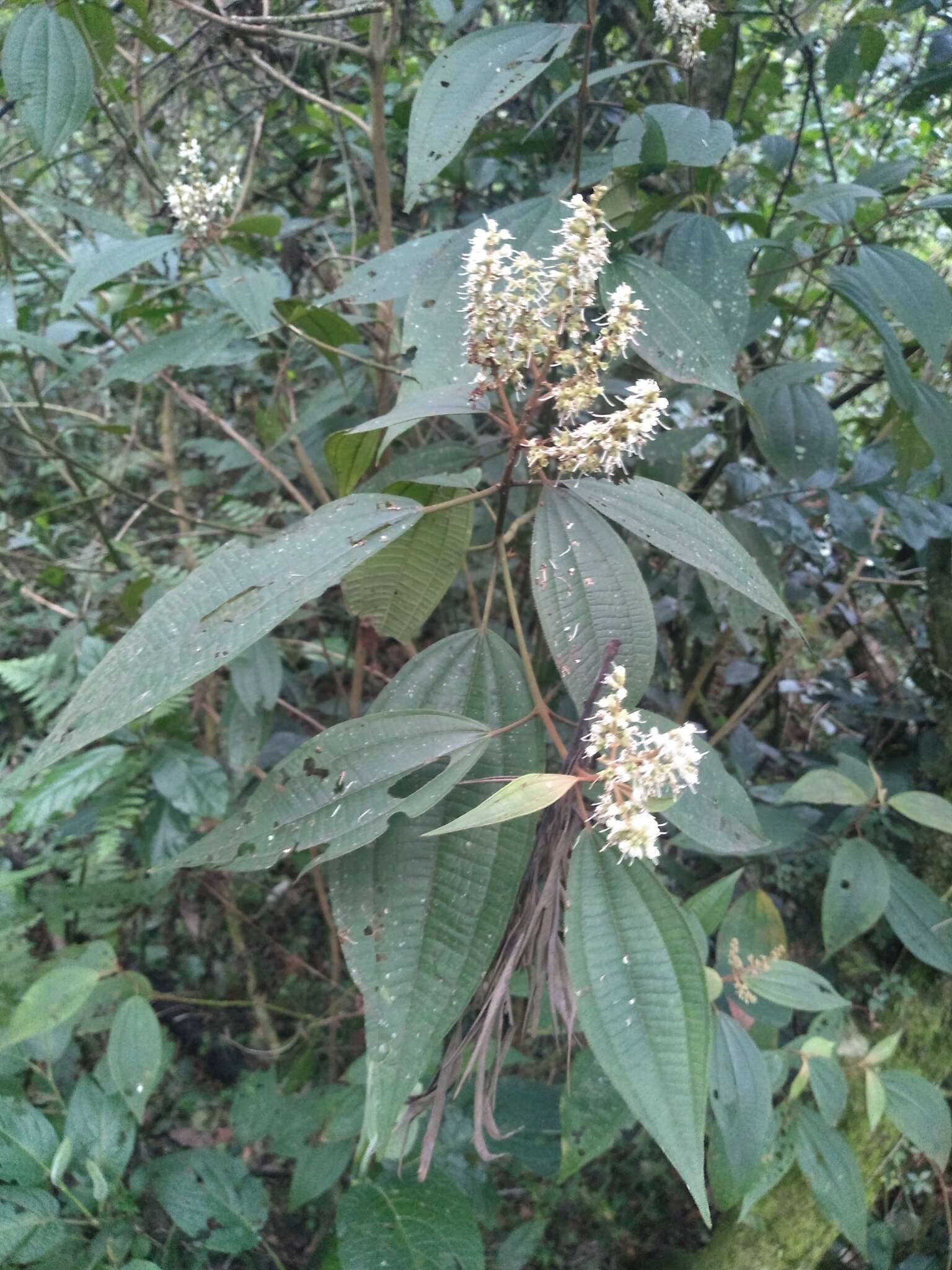 صورة Miconia sylvatica (Schltdl.) Naud.