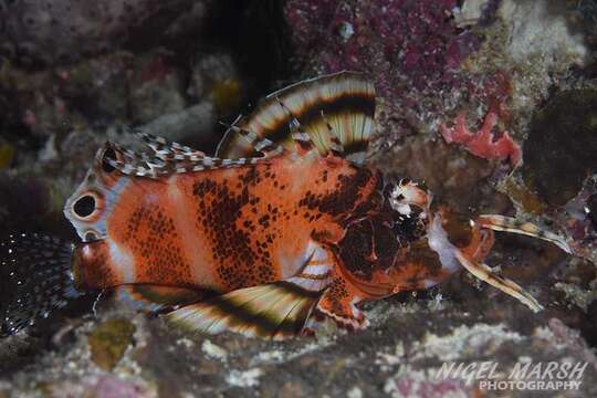 Image of Twinspot lionfish