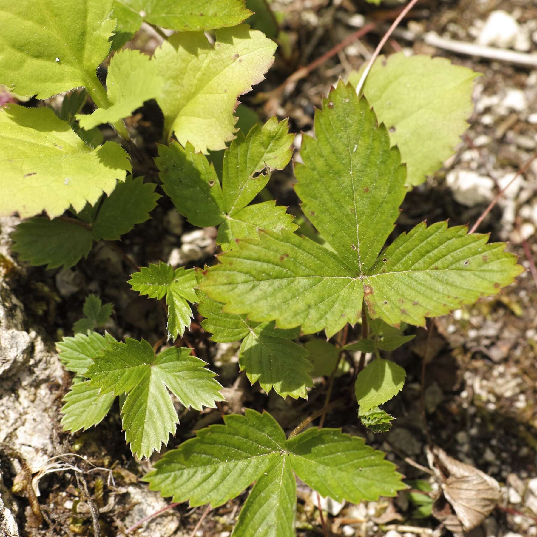 Image of woodland strawberry