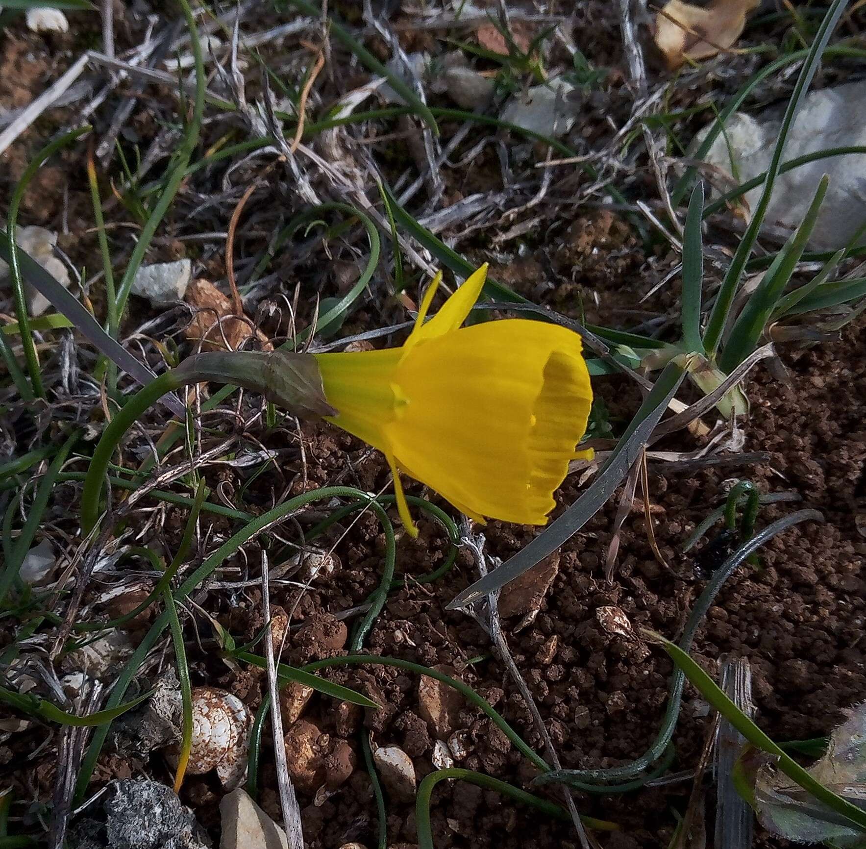 Image of petticoat daffodil