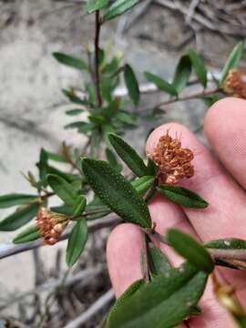 Image of Phebalium squamulosum subsp. squamulosum