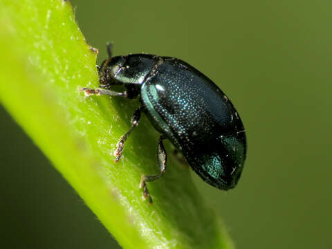 Plancia ëd Plagiodera (Plagiodera) versicolora (Laicharting 1781)